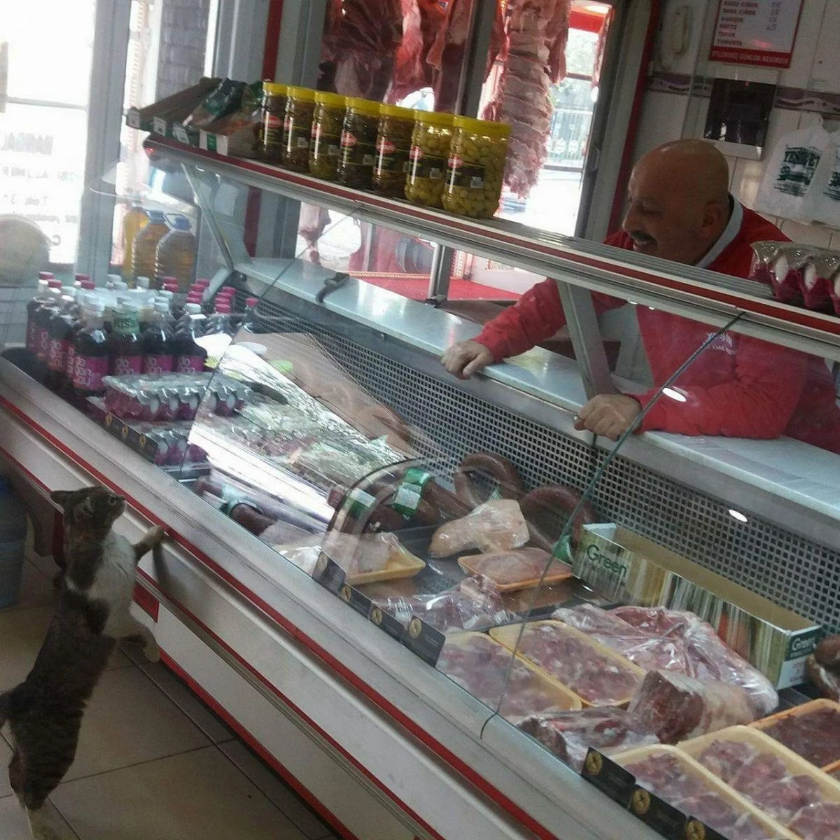 Fenomen kedi 'Yeşim' hayatını kaybetti